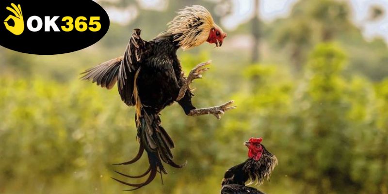 Mẹo Đá Gà Thắng Lớn - Khám Phá Nghệ Thuật Chơi Hiệu Quả 5 Chiến lược cược hợp lý là mẹo đá gà thắng lớn giúp tối ưu hóa khả năng thắng lớn