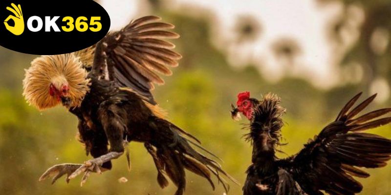 Đá Gà Ok365 - Nơi Hội Tụ Đam Mê Và Cơ Hội Chiến Thắng 3 da-ga-ok365-lien-tuc,-hap-dan,-khong-the-bo-lo
