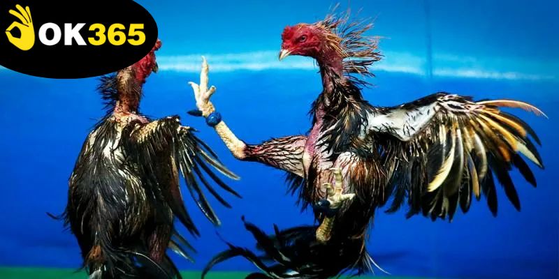 Mẹo Đá Gà Thắng Lớn - Khám Phá Nghệ Thuật Chơi Hiệu Quả 2 nghien-cuu-chien-ke-giup-dat-cuoc-chinh-xac-va-thang-lon